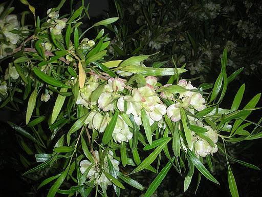 dodonaea angustifolia.jpg